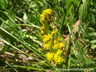 California Goldenrod