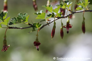 Sierra Gooseberry