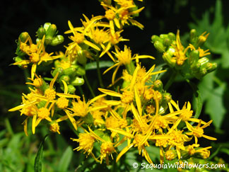 Arrowleaf Groundsel