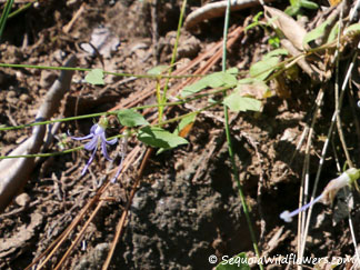 California Harebell