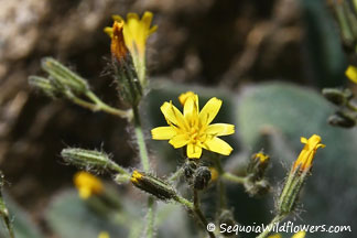 Shaggy Hawkweed