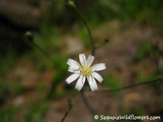 White Hawkweed