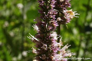 Horsemint