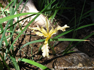 Wild Iris