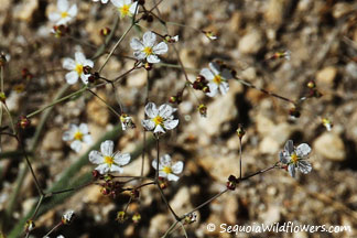 Mousetail Ivesia