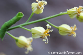 Mountain Jewelflower