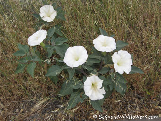 Jimson Weed