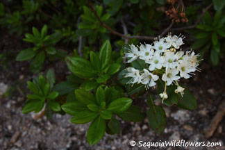 Labrador Tea