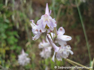 Pinoche Creek Larkspur