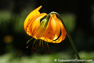 Leopard Lily