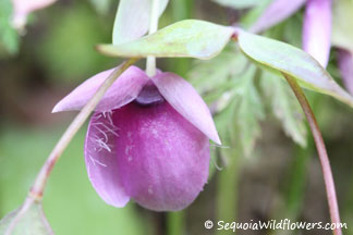 Pink Globe Lily