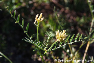 Bolander's Locoweed