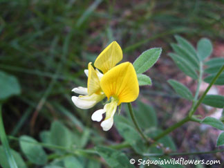 Meadow Lotus