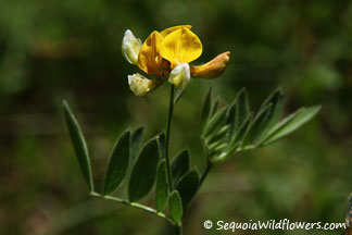 Meadow Lotus