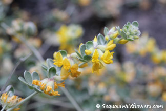 Silverleaf Lotus