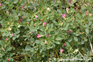 Small-flowered Lotus