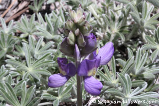 Brewer's Lupine