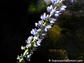 Broad-leaved Lupine