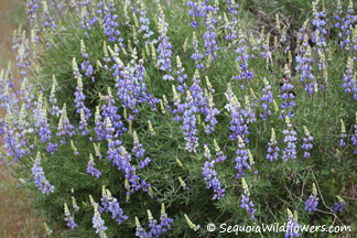 Bush Lupine