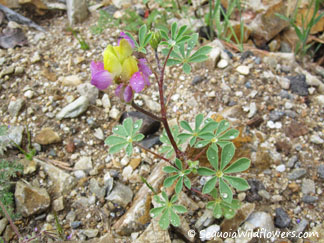 Harlequin Lupine