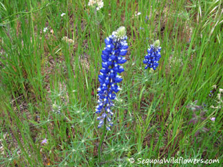 Spider Lupine