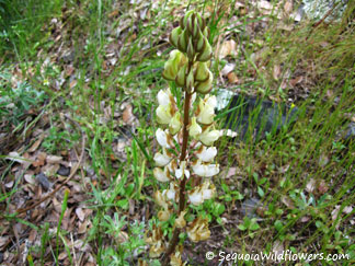 White Lupine