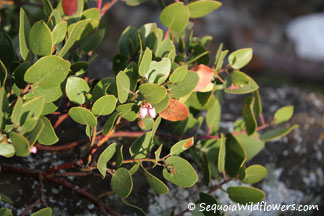 Pinemat Manzanita