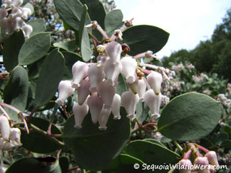 Whiteleaf Manzanita