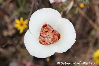Butterfly Mariposa Lily