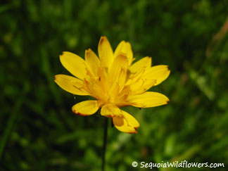 Nodding Microseris