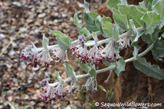 California Milkweed