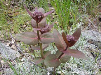 Purple Milkweed