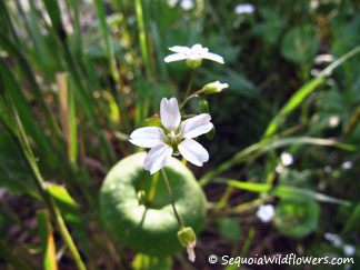 Miner's Lettuce