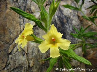 Bush Monkeyflower