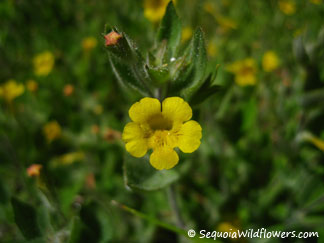 Floriferous Monkeyflower