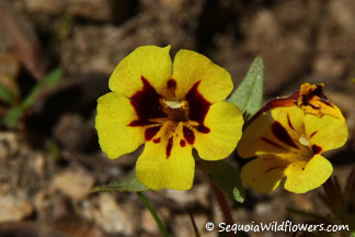 Harlequin Monkeyflower