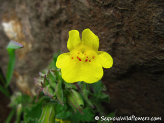 Mountain Monkeyflower