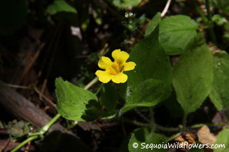 Musk Monkeyflower