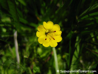 Primrose Monkeyflower