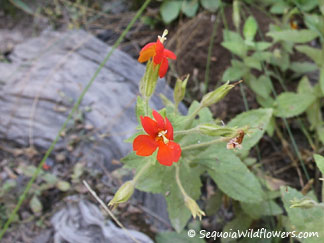 Scarlet Monkeyflower