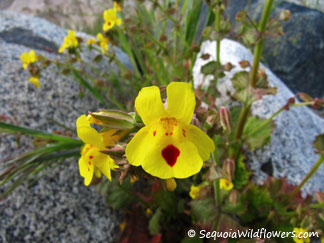 Seep-spring Monkeyflower