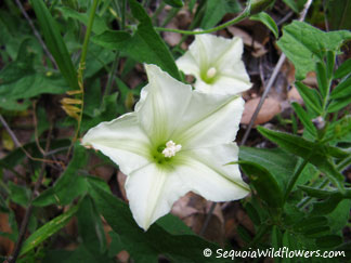 Western Morning Glory