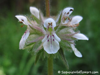 Hedge Nettle