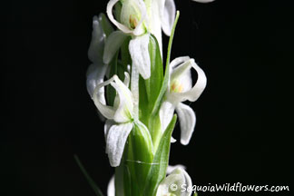 Sierra Rein Orchid