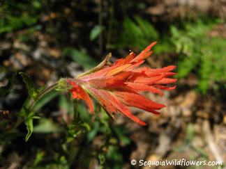 Applegate's Paintbrush