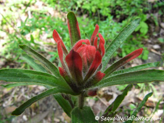 Giant Red Paintbrush