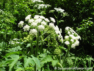 Cow Parsnip