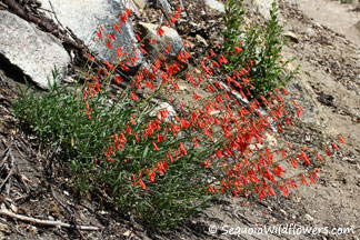 Scarlet Penstemon