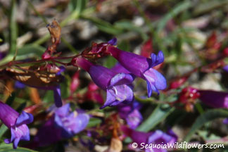 Showy Penstemon