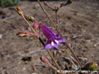 Sierra Penstemon